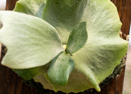 P. elerhantotis × willinckii (TC)