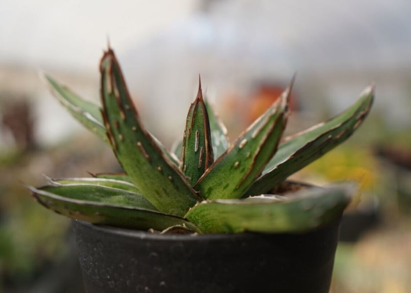 アガベ ニッケルシー NO.1 | mana's farm:塊根植物・アガベ・ドライ