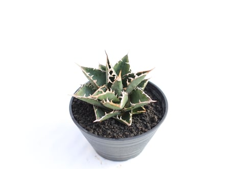 Agave titanota FO-76 compacta  no.１１