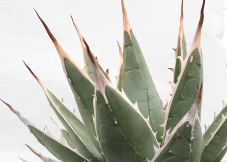 Agave purpusorum