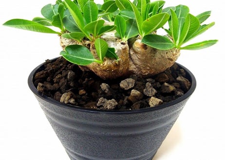 Pachypodium brevicaule　パキポディウム  ブレビカウレ　恵比寿笑い №1