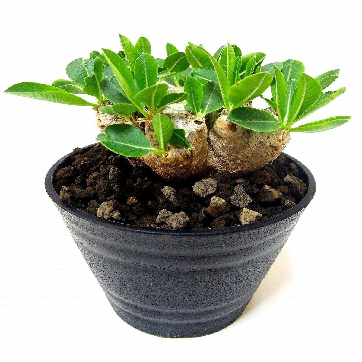 Pachypodium brevicaule パキポディウム ブレビカウレ 恵比寿