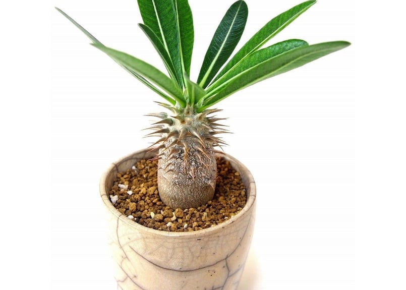 Pachypodium densiflorum パキポディウム デンシフローラム シバ女王の