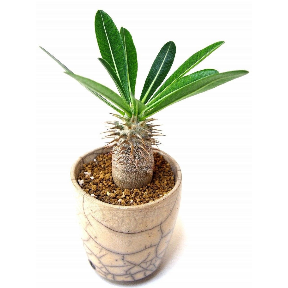 親株‼ 伝市鉢付き！！️ パキポディウムデンシフローラム シバの女王の玉櫛 03e6db1d2d5c58cbba294fb2842ffc