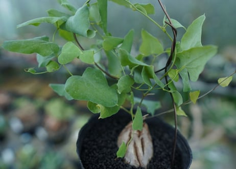 ディオスコレア　シルバティカ　Dioscorea sylvatica No.3