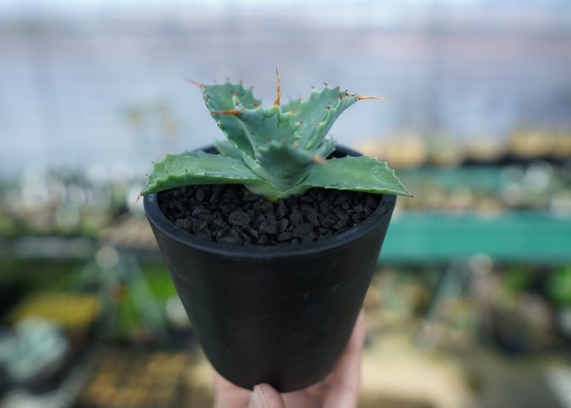 アガベ イシスメンシス Agave Isthmensis No.2 | mana's farm