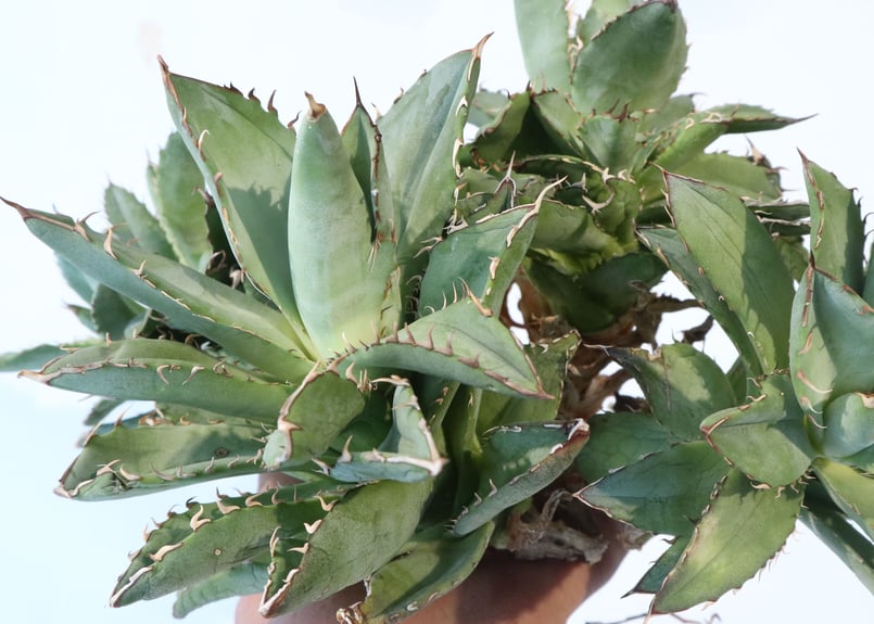 Agave titanota 'Filigree' montrose dwarf | mana