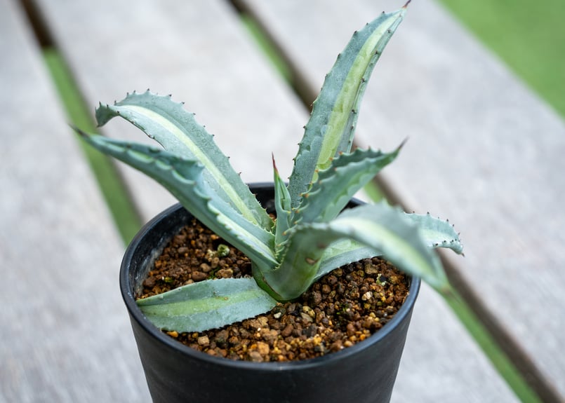 アガベ エクスパンサ パリーダ | mana's farm:塊根植物・アガベ