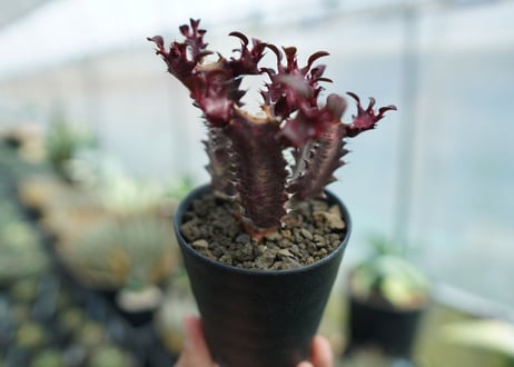 ユーフォルビア　トリゴナ　Euphorbia trigona