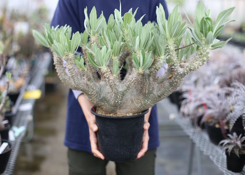 パキポディウム ホロンベンセ ビザールプランツ掲載株 | mana's farm