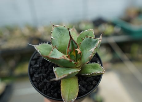 アガベ　チタノタ　FO-76 Agave titanota FO-76  No.3