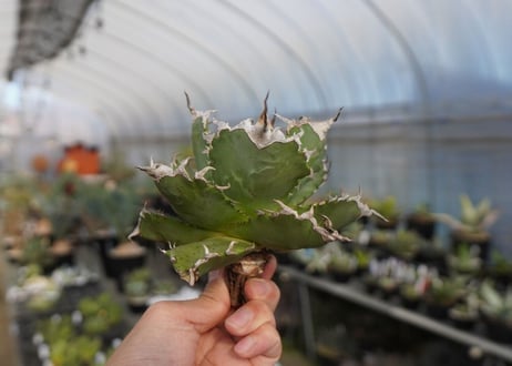 agave titanota ソーラーエクリプス　solareclipse　No.1