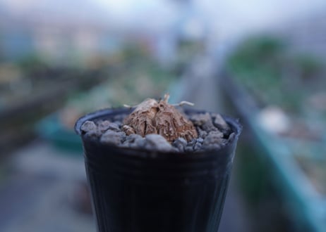 亀甲竜　Dioscorea elephantipes　No.10