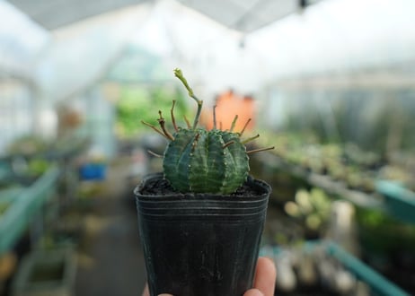 ユーフォルビア　スーパーバリダ　Euphorbia super valida  No.4