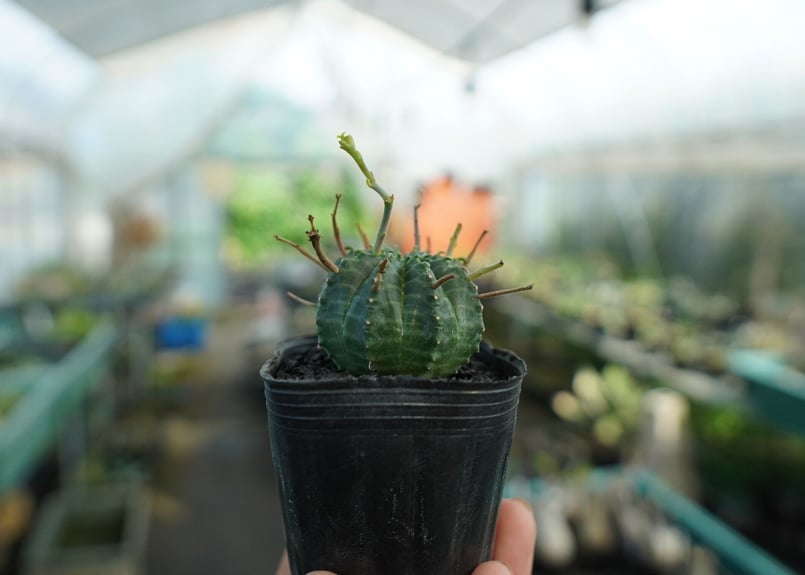 ユーフォルビア スーパーバリダ Euphorbia super valida No.4 |