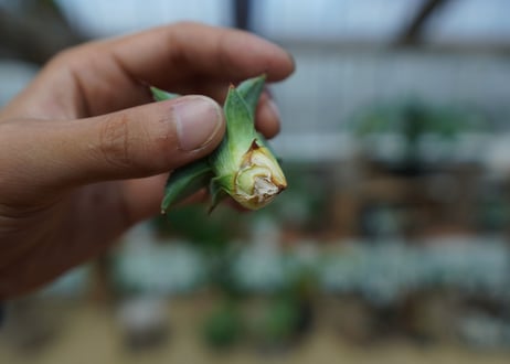アガベ　ドラゴントゥース　Agave Dagontoes　No.1
