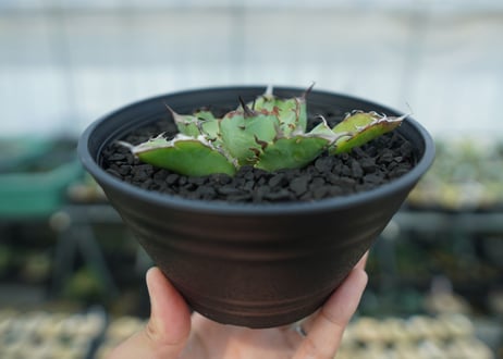 アガベ　チタノタ　黒鯨　Agave titanota black whales　No.5