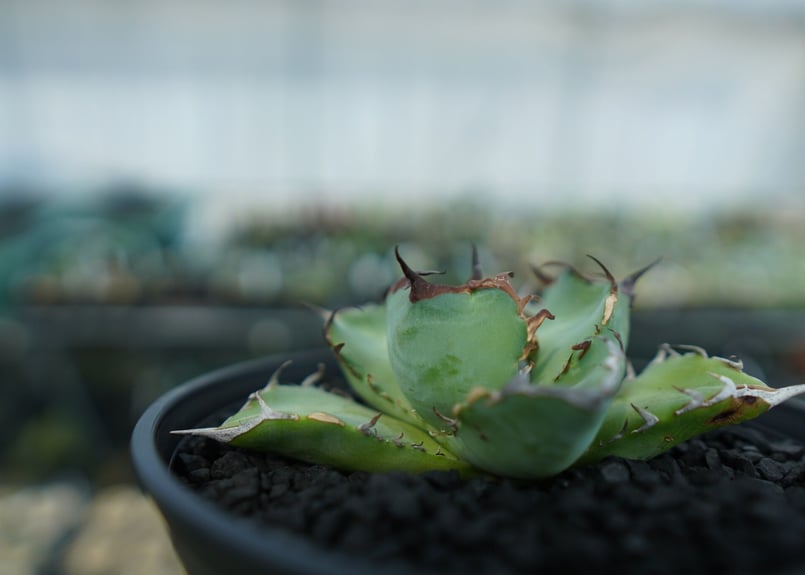 アガベ チタノタ 特選 黒鯨 agave titanota - 観葉植物