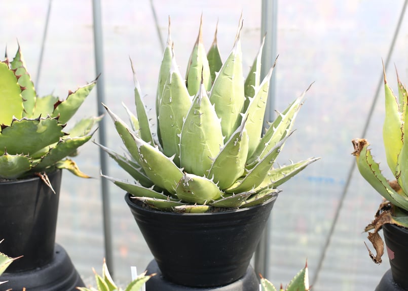 アガベ パープソラム | mana's farm:塊根植物・アガベ・ドライガーデン