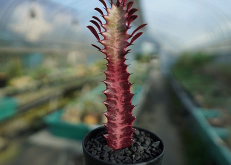 ユーフォルビア　紅彩雲閣　Euphorbia trigona f. rubra　No.2
