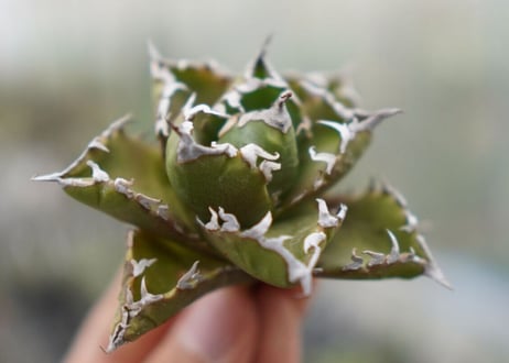 Agave titanota  Crab 螃蟹  NO.1