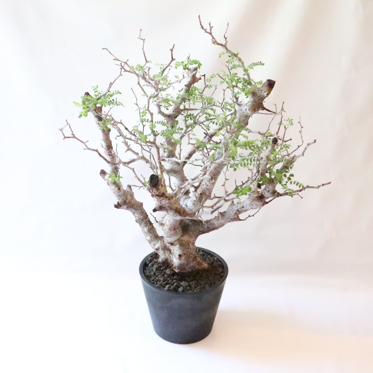 特大 大株 灌木系 塊根植物コミフォラ モンストローサ 特大 大株 灌木系 塊根植物コミフォラ モンストローサ 特大 極太