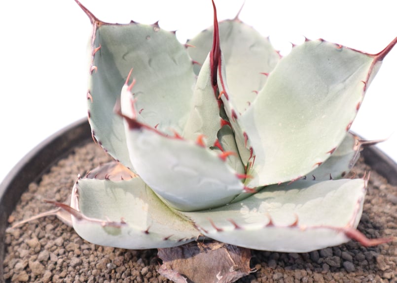 アガベ パリー トランカータ ハンティントン カリフォルニア産　US輸入 アガベ パリー トランカータ Agave parryi truncata huntington