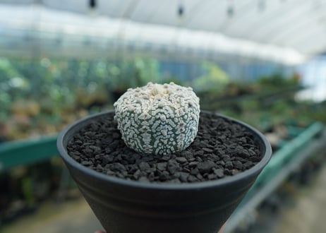 アストロフィツム　スーパー兜　Astrophytum asterias 'Superkabuto'