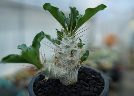 パキポディウム　サンデルシー　Pachypodeium saundersii  No.4