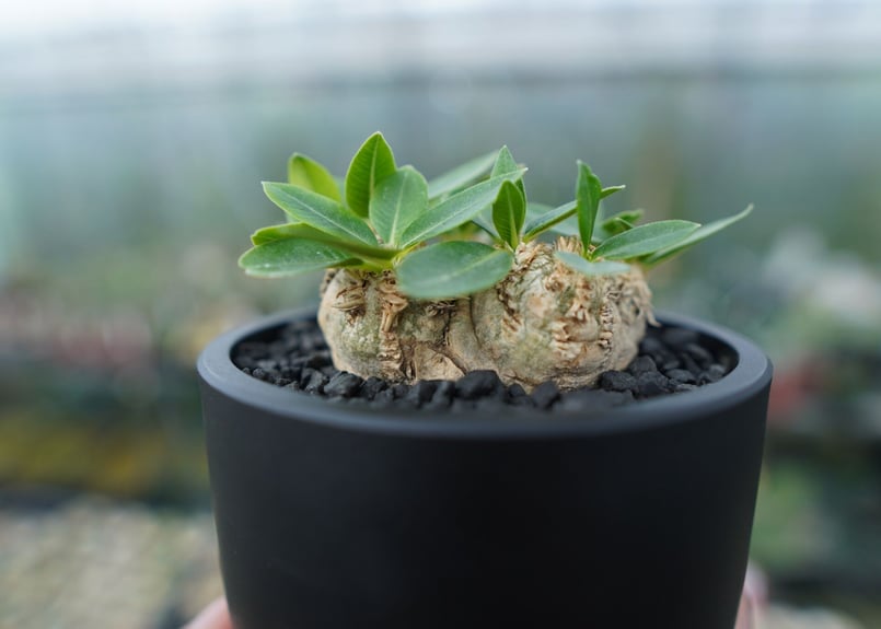 パキポディウム 恵比寿笑い Pachypodium brevicaule | mana's f