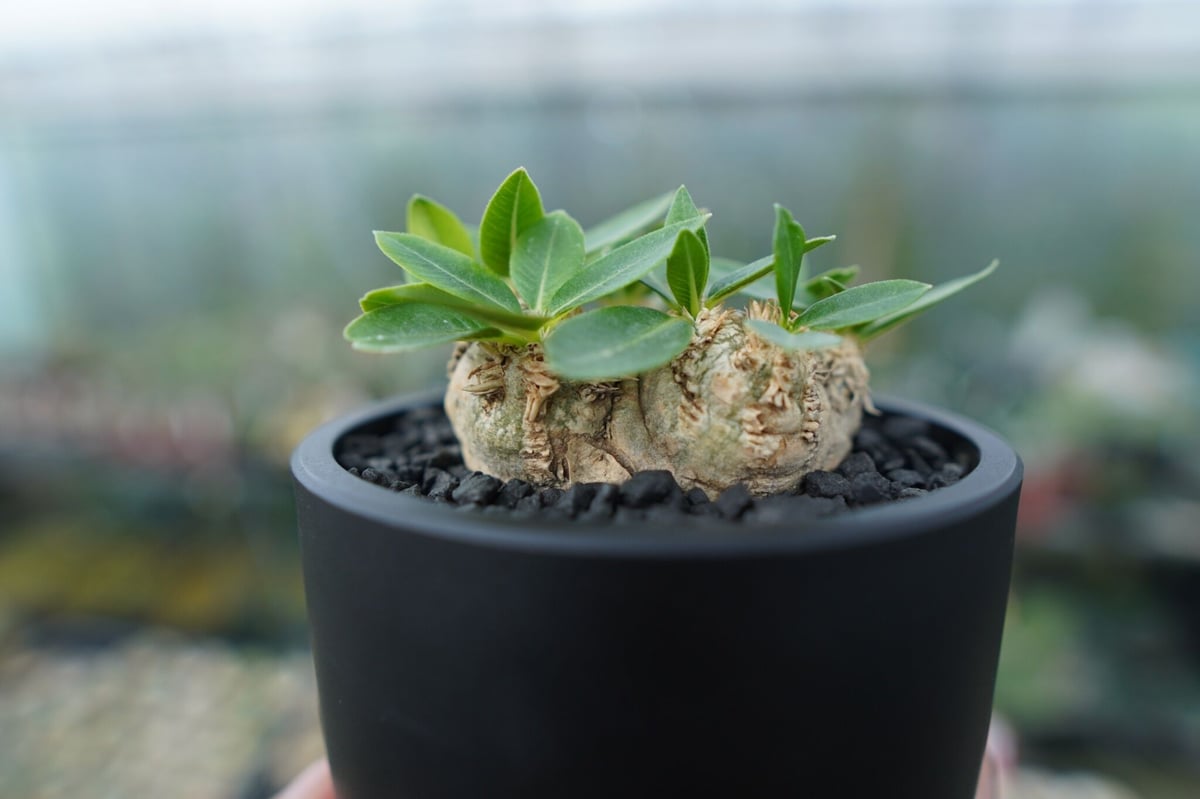 【希少】パキポディウム恵比寿笑い｜Pachypodium brevicaule パキポディウム 恵比寿笑い Pachypodium brevicaule | mana's