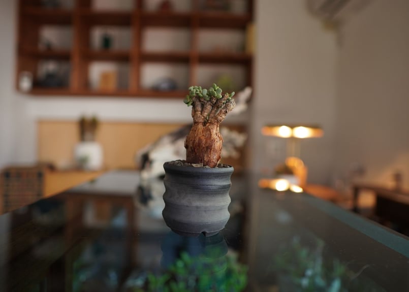 ケラレア　ピグマエア ケラリア・ピグマエアの基本情報・育て方｜多肉植物・サボテン図鑑