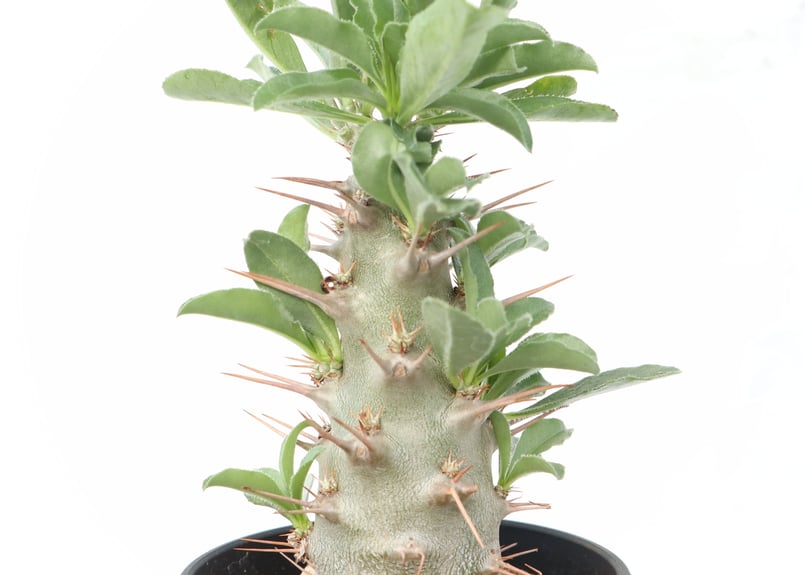 パキポディウム サンデルシー 実生 №3 | mana's farm:塊根植物