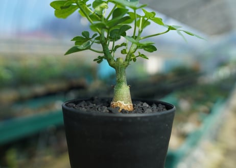 アデニア　グラウカ　Adenia Glauca　No.1