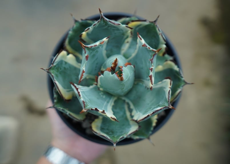 アガベ 兜蟹錦 連棘 Agave isthmensis “Kabutogani” varieg アガベ 兜蟹錦 連棘 Agave isthmensis “Kabutogani” varieg