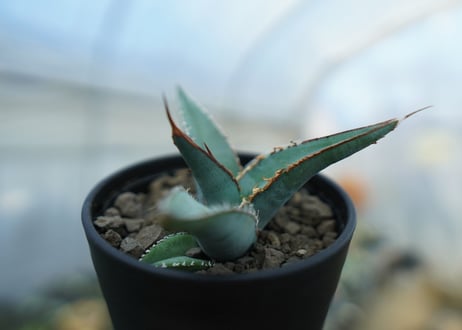 アガベ　オテロイ　agave oteroi　No.2
