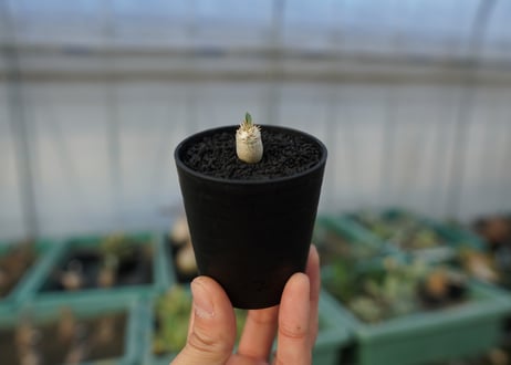パキポディウム　デンシフローラム　Pachypodium densiflorum