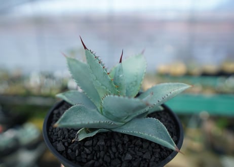 アガベ　ドラゴントゥース　Agave Dagontoes　No.4