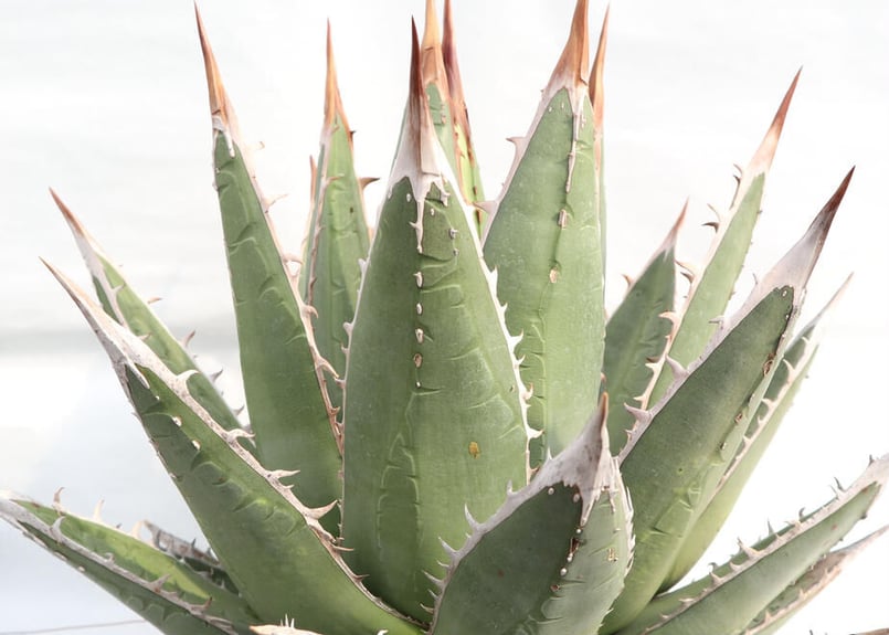 アガベパープソラム　裏棘　強スタッズ　ブツブツ系 アガベパープソラム 裏棘 強スタッズ ブツブツ系 - メルカリ