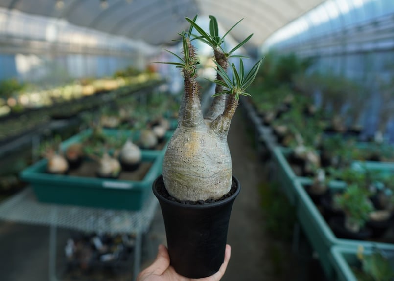 GIRUVI Pachypodium Gracilius グラキリス Pachypodium gracilius(パキポディウム グラキリス)× QUTOTEN