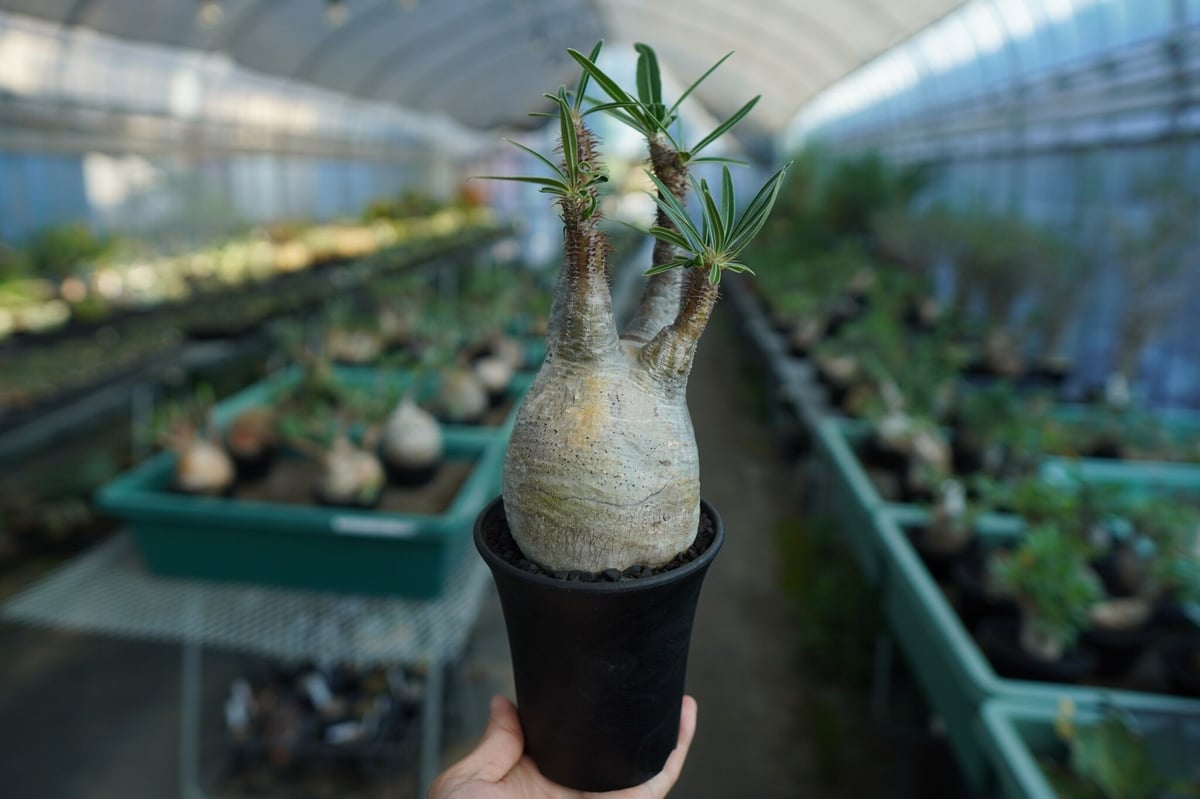 パキポディウム グラキリス Pachypodium Gracilius No.5 | ma