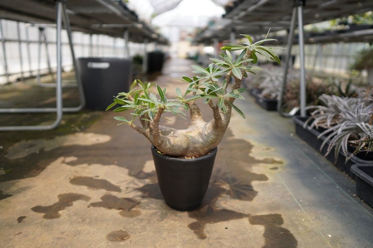 パキポディウム マカイエンセ | mana's farm:塊根植物・アガベ・ドライ