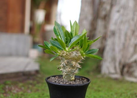 パキポディウム　恵比寿笑い接木　Pachypodium brevicaule