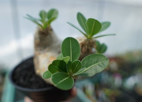 パキポディウム　エブレネウム　Pachypodium eburneum　No.3