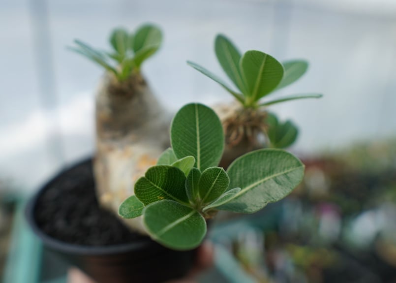 パキポディウム エブレネウム Pachypodium eburneum ③ パキポディウム エブレネウム Pachypodium eburneum No.3 | mana