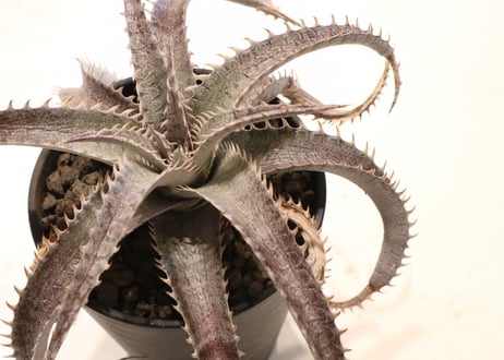 Dyckia ML Red X T-Rex