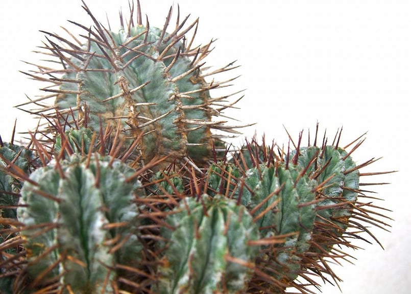 Euphorbia horrida ユーフォルビア ホリダ群生 | mana's farm:塊