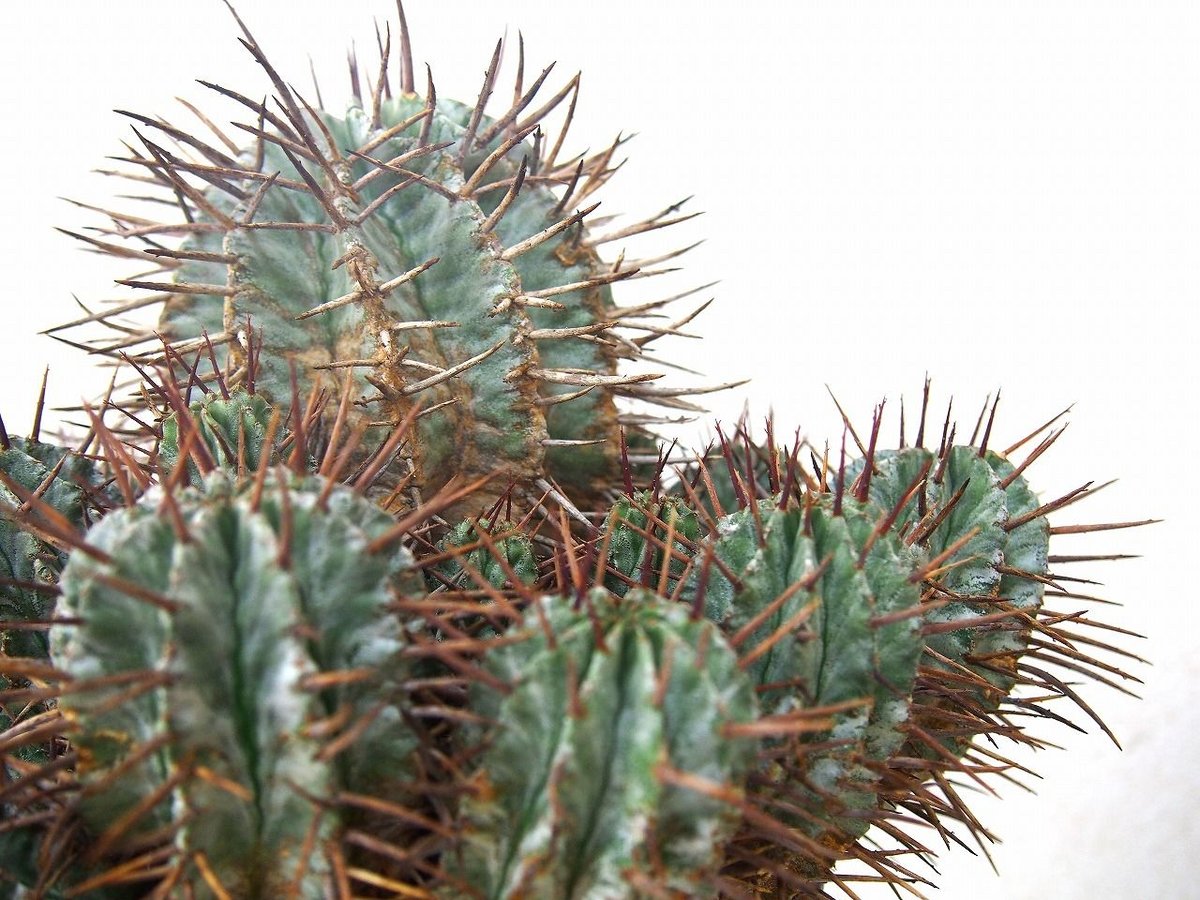 （特大）ホリダ群生 Euphorbia horrida ユーフォルビア ホリダ群生 | mana's farm:塊