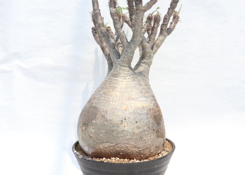 パキポディウム グラキリス No.118 未発根 | mana's farm:塊根植物・ア