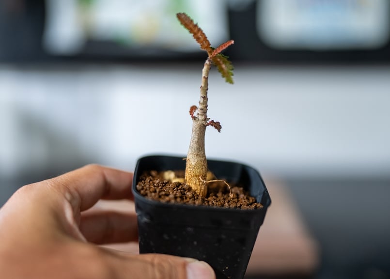 ボスウェリア ソコトラナxナナ 沖縄実生 | mana's green:塊根 ボスウェリア ソコトラナxナナ 沖縄実生 | mana's green:塊根